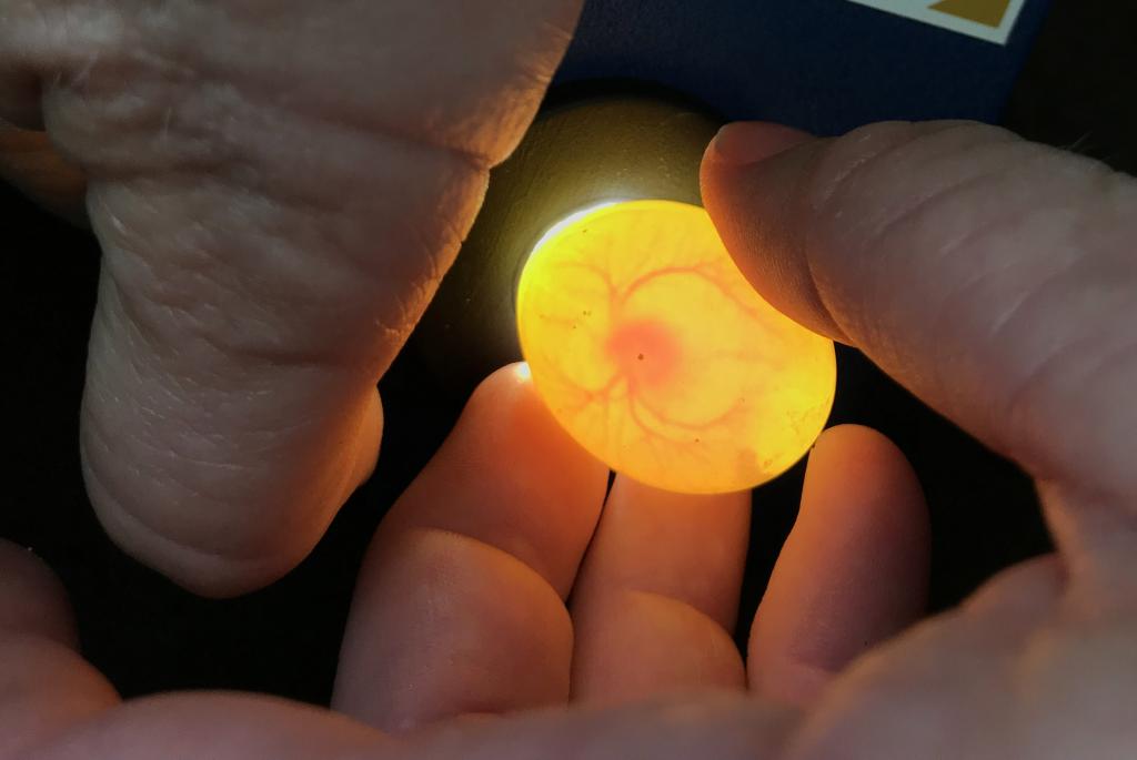 Burrowing Owl Live Camera Update San Diego Zoo Wildlife Alliance